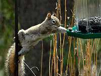 squirrel at feeder 6632